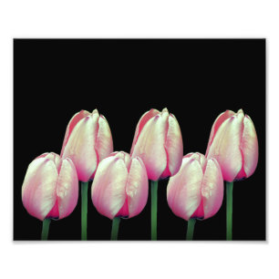 Foto Flores de tulipanes rosas 8x10