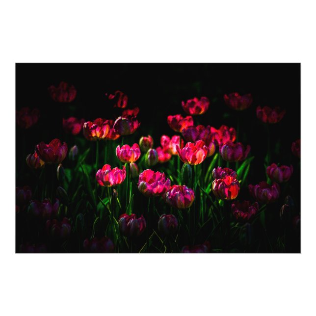 Foto Flores de tulipano rosa (Frente)