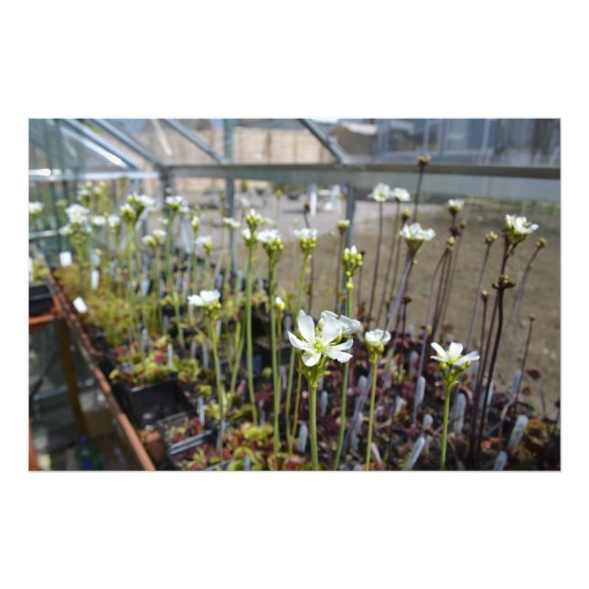 Foto Flores de Venus Flytraps (Frente)