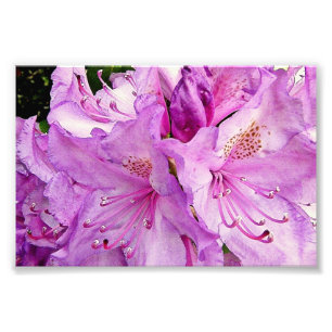 Foto Flores de verano