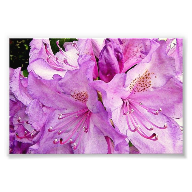 Foto Flores de verano (Frente)