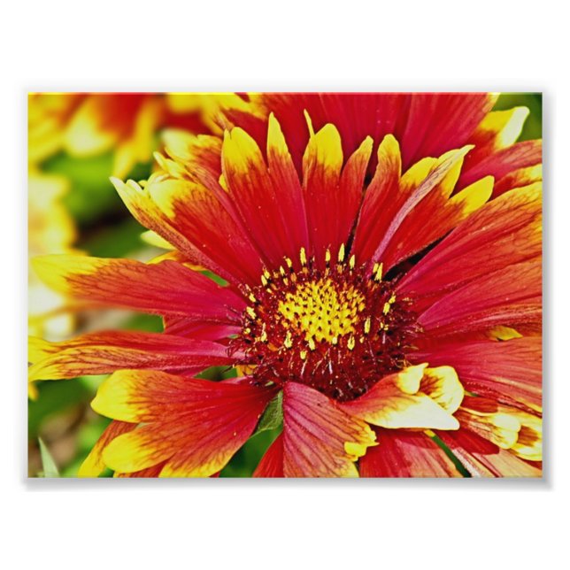 Foto Flores de verano rojas y amarillas (Frente)