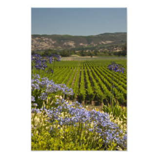 Foto Flores de viña y púrpura