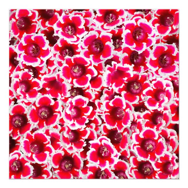 Foto Flores de Weigela Florida (Frente)