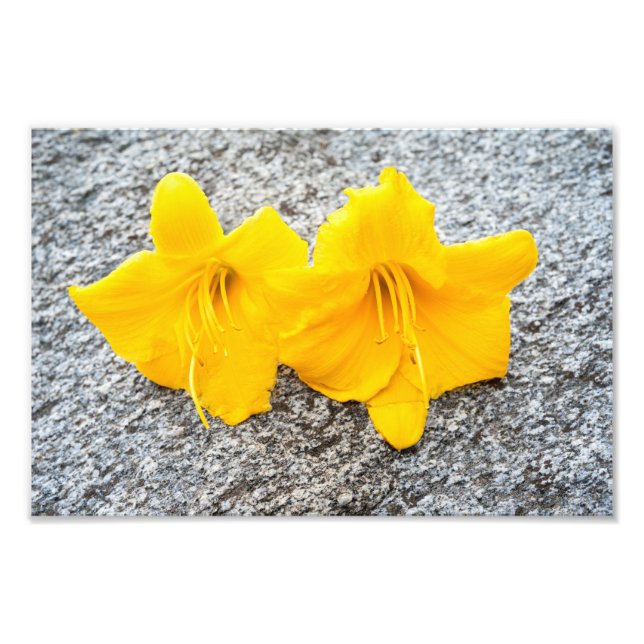 Foto flores dehemerocallis amarillas en plena floración (Frente)