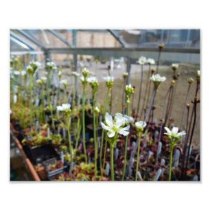 Foto Flores del atrapamoscas de Venus