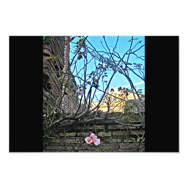 Foto Flores del Foro Romano 2 (Frente)
