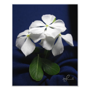 Foto Flores del helicóptero