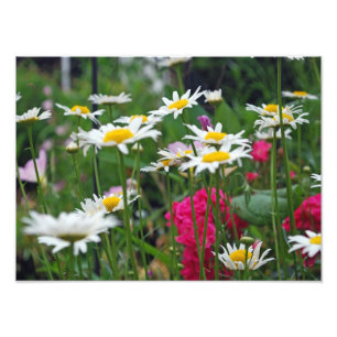 Foto Flores del mundo