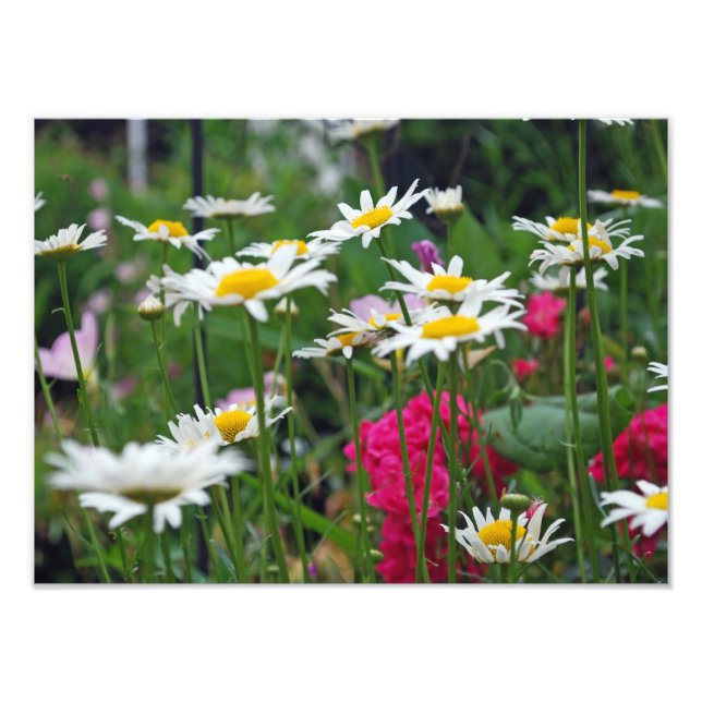 Foto Flores del mundo (Frente)