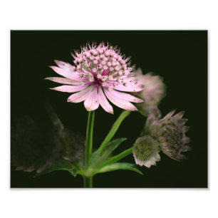 Foto Flores Delicadas 8x10