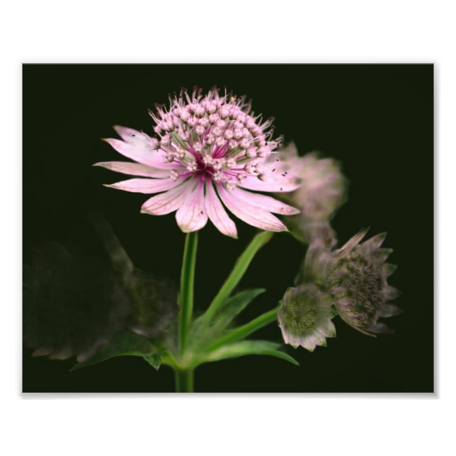 Foto Flores Delicadas 8x10 (Frente)