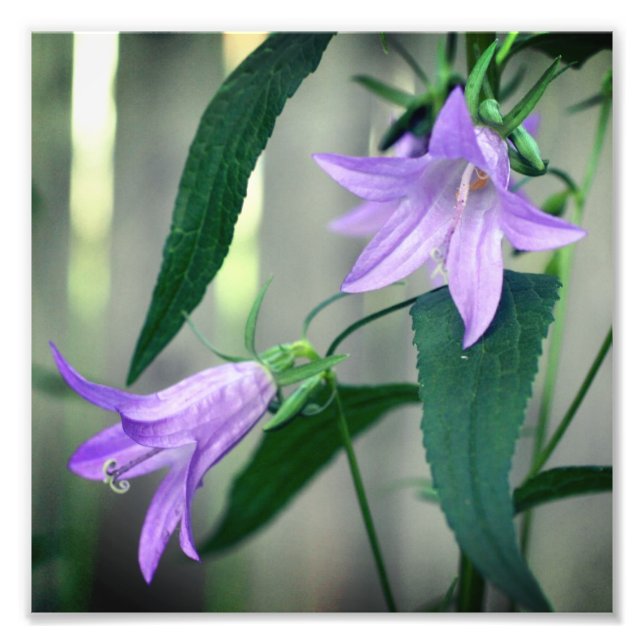 Foto Flores Delicadas De Lirio Morado 8x8 (Frente)