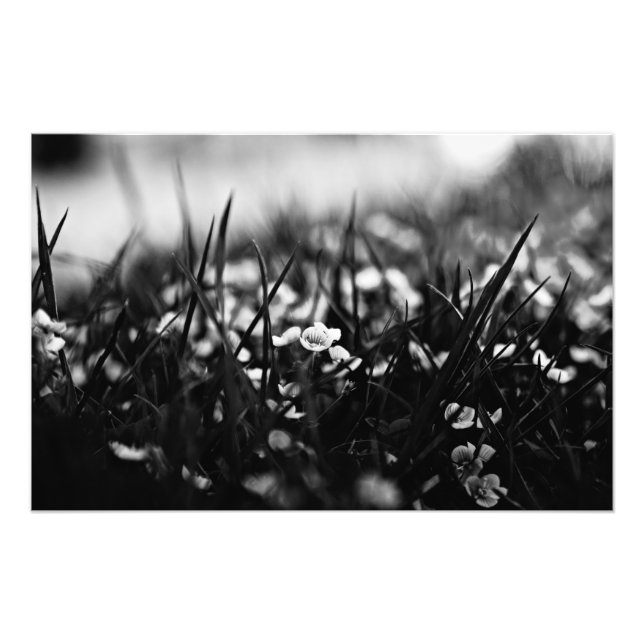 Foto Flores en el campo en primavera (Frente)