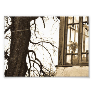 Foto Flores en la imagen de la casa antigua