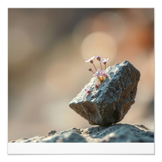 Foto Flores en Roca (Frente)
