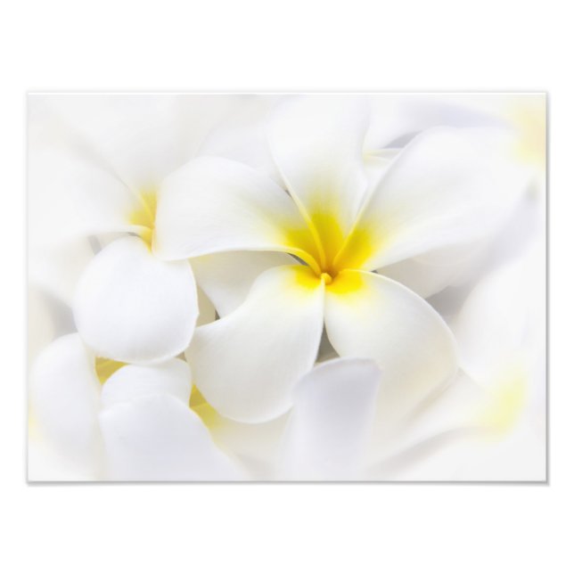 Foto Flores florales de Plumeria Blanca Frangipani (Frente)