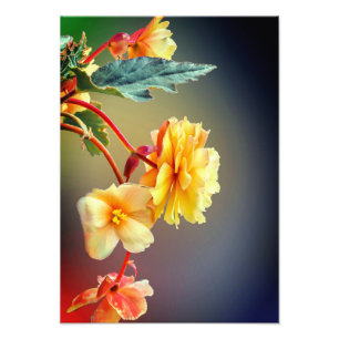 Foto Flores, flores amarillas, Petals-63158