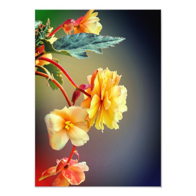 Foto Flores, flores amarillas, Petals-63158 (Frente)