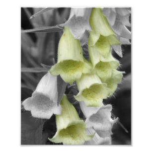 Foto Flores Foxglove Color parcial 8x10
