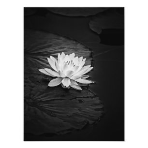 Foto Flores Lotus y almohadillas Lily Black and White