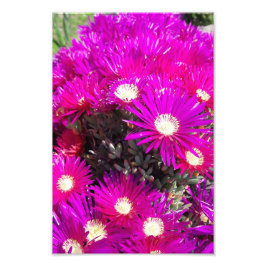 Foto Flores moradas