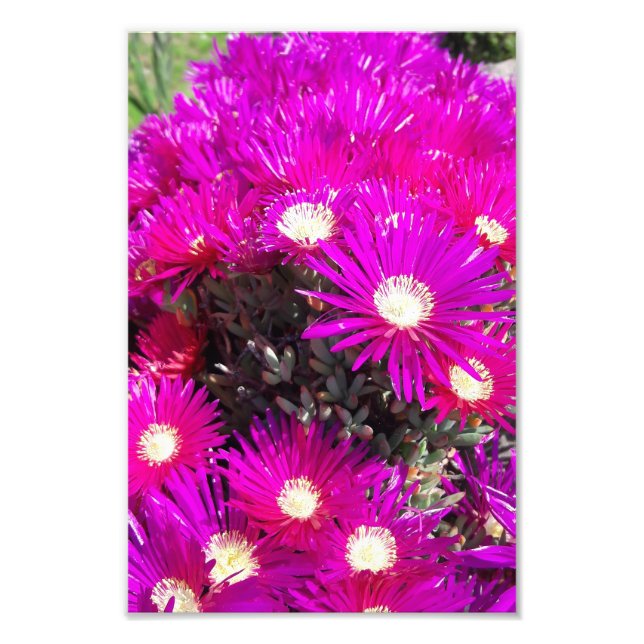 Foto Flores moradas (Frente)