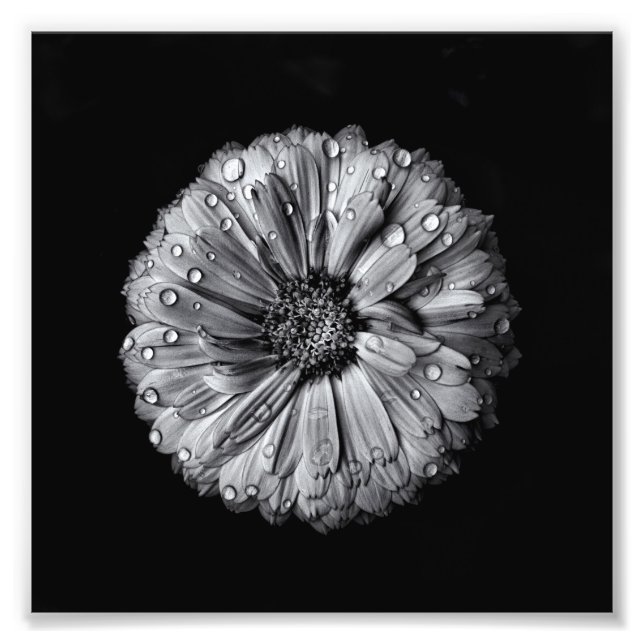 Foto Flores Negras Y Blancas 10 (Frente)