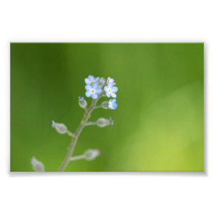 Foto Flores olvidadas