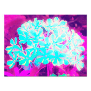 Foto Flores Phlox de hierbabuena con hierbabuena azul d
