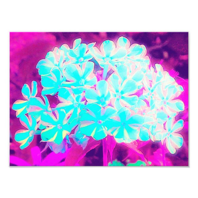 Foto Flores Phlox de hierbabuena con hierbabuena azul d (Frente)