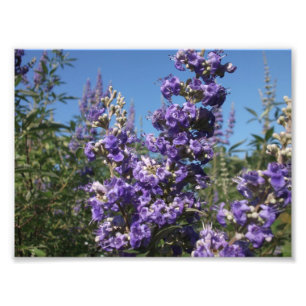 Foto Flores púrpura de árbol de casta