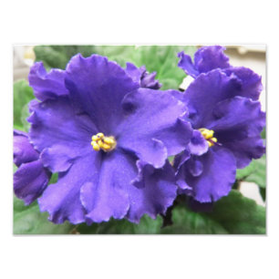 Foto Flores púrpuras de la violeta africana
