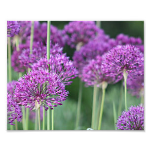 Foto Flores púrpuras del allium