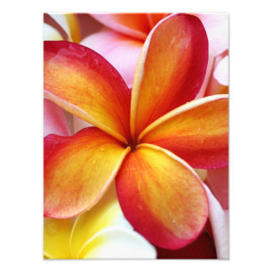 Foto Flores rojas amarillas de Hawaii del Frangipani