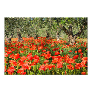 Foto Flores rojas de la amapola debajo de los olivos