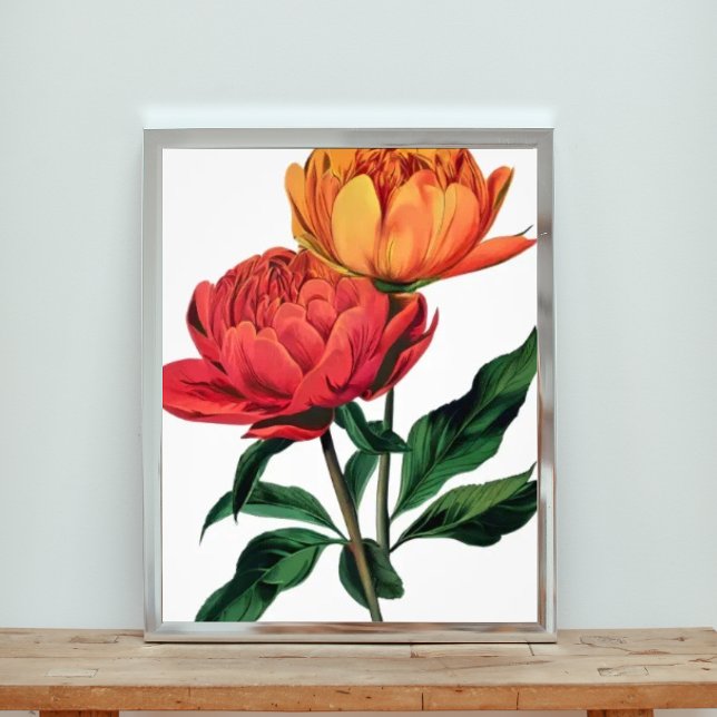 Foto Flores rojas y Naranjas vibrantes (Subido por el creador)