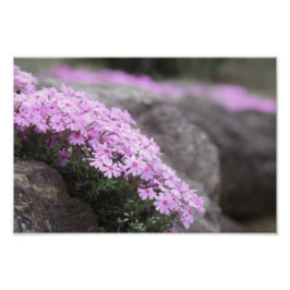 Foto Flores rosa/Phlox Rosa