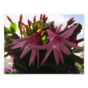 Foto Flores rosadas bonitas del cactus de pascua