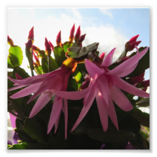 Foto Flores rosadas bonitas del cactus de pascua