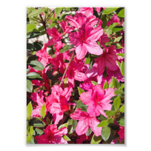 Foto Flores rosadas de la azalea