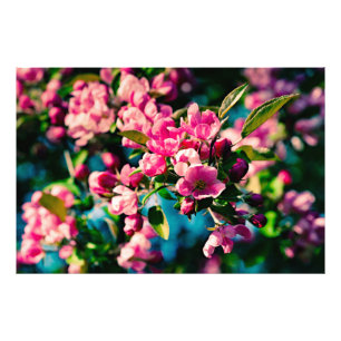 Foto Flores rosadas de manzano silvestre