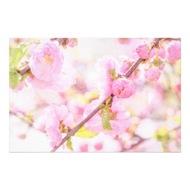 Foto Flores rosadas sakura - Flor japonesa de cerezo (Frente)