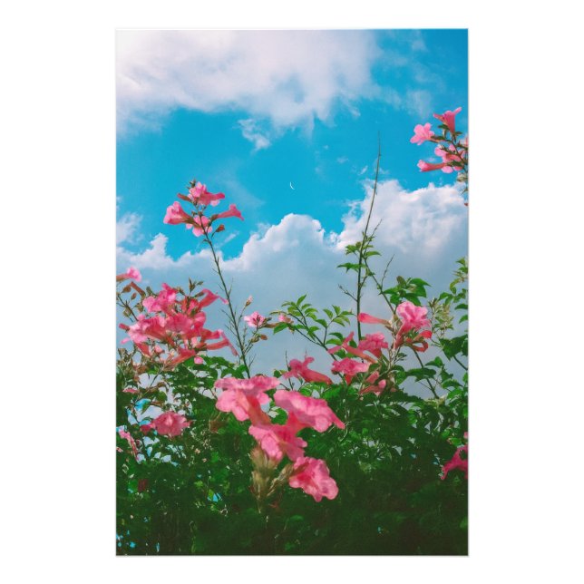 Foto Flores rosas bajo cielo azul con nubes - Naturalez (Frente)