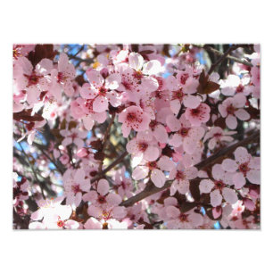 Foto Flores rosas en el árbol floreciente ornamental