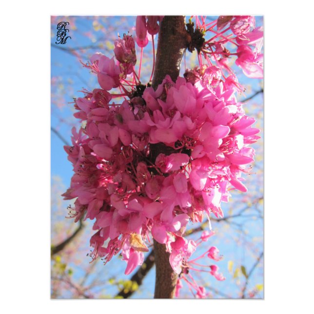 Foto Flores rosas en un árbol (Frente)