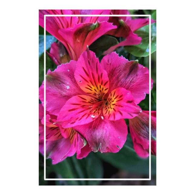 Foto Flores rosas lirio-79498 (Frente)