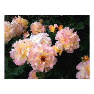 Foto Flores rosas, rosas amarillas rosadas