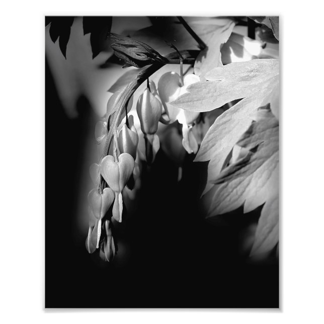 Foto Flores Sangrantes Del Corazón En Blanco Y Negro 8x (Frente)