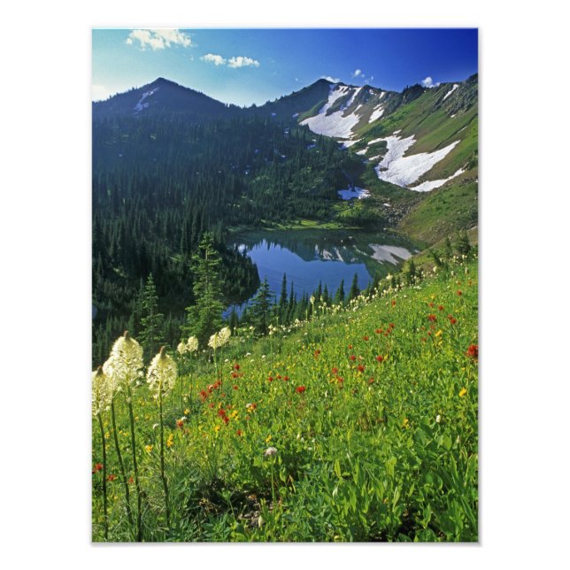 Foto Flores silvestres alpinas en Jewel Basin en (Frente)